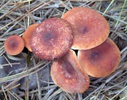 Lactarius oculatus.